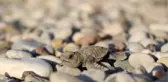 Çıralı'da Sezonun 120. Caretta Caretta Yuvası Açıldı