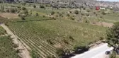 'Mildiyös hastalığı' üzüm rekoltesini vurdu