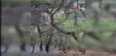 Tokat'ın Reşadiye ilçesinde ormanlık alanda yangın çıktı