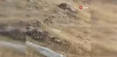 Çekerek ilçesinde nesli tehlike altında olan çizgili sırtlan görüntülendi