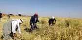 Diyarbakır'da Karacadağ pirinci hasadı başladı