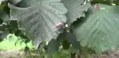 Fındıktaki kaybın yüzde 15'i zararlılar yüzünden