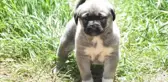 Kangal köpeklerinin davranışları yapay zeka ile inceleniyor