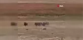 Aç kalan domuz sürüsü mahalleye indi