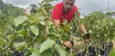 Fındıklı Ziraat Odası Başkanı 8 Yılda 8,5 Milyon Tohum Üretti