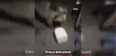 Bitlis'te Su Yönetimi Genel Müdürlüğü ekipleri boz ayılarla karşılaştı
