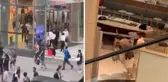 Tayland'da AVM'yi tarayan çocuk, 2 kişiyi öldürüp 5 kişiyi de yaraladı