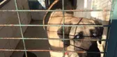 Görme engelli köpek için ev kiralayan genç kadın