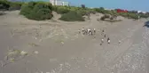 Minik Öğrenciler Kum Zambaklarını Koruma Altına Aldı