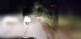 Araç Sürücüsü Ayıyla Karşılaştı