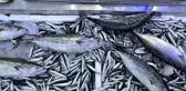 Sinop'ta Balık Tezgahları Hafta Sonu Bereketlendi