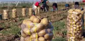 Hasat dönemi sona erdi! Bolu'nun sarı patatesi kilosu 20 liradan satılıyor
