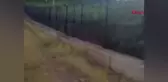 Tunceli Belediyesi Sokak Hayvanları Bakımevi'nde ölü köpeklerin çukura atıldığı iddialarıyla ilgili inceleme başlatıldı