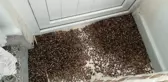 Kahverengi Kokarcalar Tarım Ürünlerine Zarar Veriyor