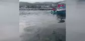 Gemlik'te 4 Metrelik Köpek Balığı Balıkçıları Zorladı