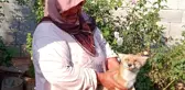 Gaziantep'te bulunan yaralı tilki doğal yaşam alanına bırakıldı