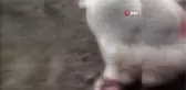 Afyonkarahisar'da Kurtlar Ağıla Girdi, 13 Koyun Telef Oldu