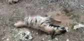 Nesli Tehlike Altındaki Çizgili Sırtlan Midyat'ta Ölü Bulundu