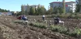 Mor Patatesin Hasadına Başlandı