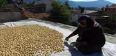 5 asırlık yöntemle hazırlanan tarhanalar damlara serildi