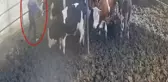 Boğanın boynuz darbesiyle havaya fırladı