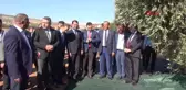 KİLİS'TE ZEYTİN HASADI BAŞLADI