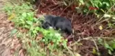 Çilimli Belediyesi Personeli Ölü Köpekleri Subaşı Köyüne Bıraktı