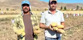 Nevşehir'de Kışlık Patates Hasadı Başladı