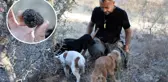 Bu mantarın kilosu 3 bin euro! Sadece özel eğitimli köpekler bulabiliyor