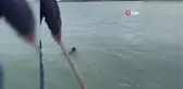 Giresunlu balıkçıların ağına yavru ayı takıldı