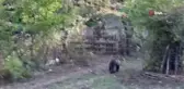 Bartın'da Domuz Kapanına Yakalanan Ayı Kurtarıldı