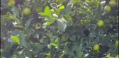 Hataylı Narenciye Üreticileri Sorunlar Yaşıyor