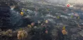 Kiraz bahçesinde çıkan yangın ormanlık alana sıçradı