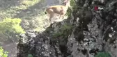 Tunceli'de koruma altında bulunan yaban keçileri görüntülendi