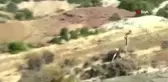 İlk kez geyik gören vatandaş şaşkınlığını gizleyemedi
