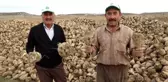 Kütahya'da Çiftçilerin Şeker Pancarı Sökümü Mesaisi Başladı