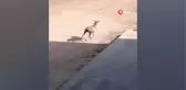 Şanlıurfa'da Alageyik Görüldü