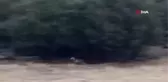 Sürüye yaklaşan kurdu köpek böyle kovaladı