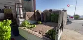 Alanya'da Muz Hasadı Başladı