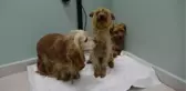 Sokakta Terk Edilen 3 Köpek Tedavi Altına Alındı