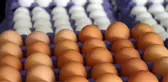 Yaptıkları yanlarına kar kalmadı! Yumurta üreticilerine ceza yağdı