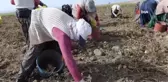 Afyonkarahisar'da Patates Hasadı Devam Ediyor
