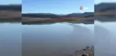 Yorgun düşen Sakar Meke kuşu, Bolu'da dinlendirilerek tekrar doğaya salındı