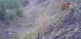 Bozkırın yaban hayvanları doğal yaşamlarında böyle görüntülendi