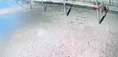 Kayseri'de Kurtlar Çiftliğe İndi, İnekleri Yaraladı