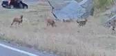Nesli koruma altında olan yaban keçileri Erzurum'da görüntülendi