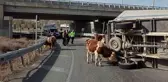 Sivas'ta Büyükbaş Hayvan Taşıyan Kamyonet Devrildi