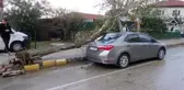 Lodos nedeniyle ağaç otomobile devrildi