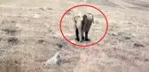 Ardahan'da fil görüldüğü iddia edilen köyün muhtarı da sessizliğini bozdu
