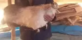 Çoban Yıldırım Çarpması Sonucu Ağır Yaralandı